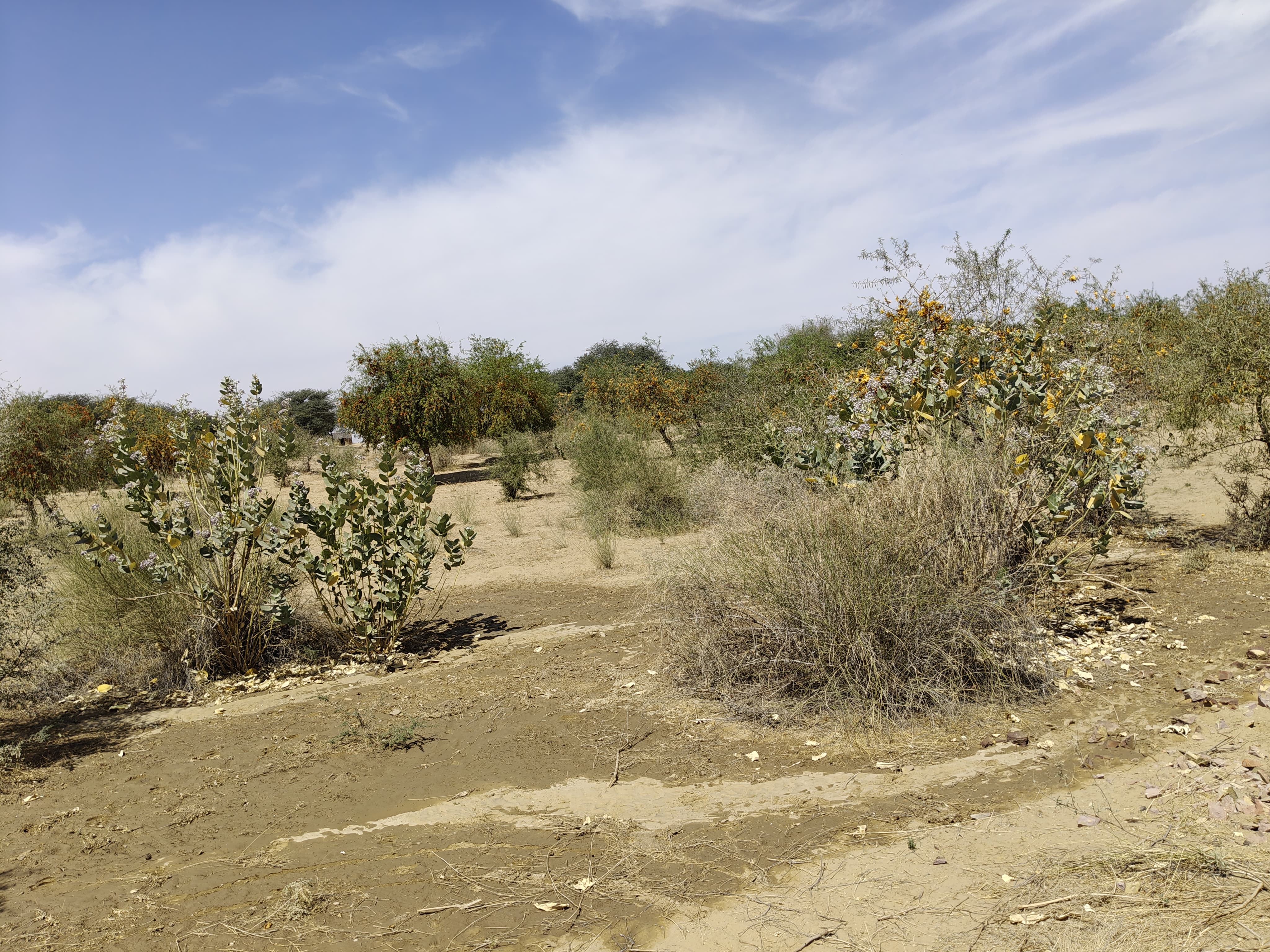 Compensatory Afforestation